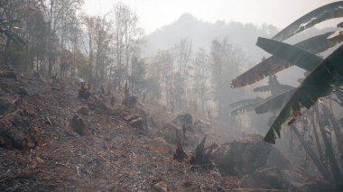 İklim krizi. Kurak mevsimde Ulusal Park 'ta Büyük Alev. Çalı yangınlarıyla ormanların tahrip edilmesi.