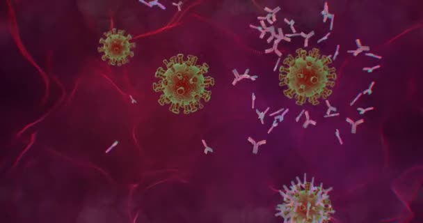Antikor saldırır ve koronavirüsü yok eder. Mikroskop altında yakın çekim. Video düzenleme için tıbbi 3 boyutlu animasyon. SARS-CoV-2 COVID-19 Coronavirus 'a karşı tedavi veya aşı kavramı. — Stok video