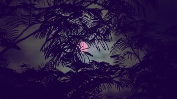 La luna piena sbircia tra i rami di palme e alberi esotici sulla riva del mare. Sfondo per l'editing video. — Video Stock