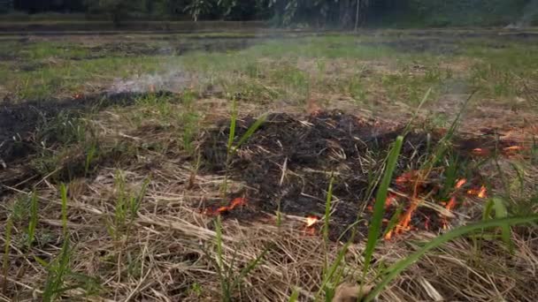 Le feu brûle de l'herbe sèche et des roseaux avec du riz dans un petit village. Incendie et catastrophe naturelle. Le fermier brûle l'herbe pour fertiliser le champ. — Video