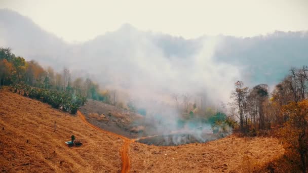 Luchtfoto van rokerige velden. De opwarming van de aarde crisis. Snijd en verbrand de landbouw. Klimaatverandering, ontbossing. — Stockvideo