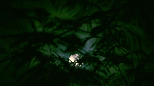 La luna llena se asoma a través de las ramas de palmeras y árboles exóticos en la orilla del mar. Fondo para la edición de vídeo. — Vídeo de stock