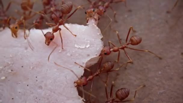 닫아. 매크로 사진. 함께 일하는 붉은 개미들 이 벽에 햄 한 조각을 운반하는 모습 — 비디오