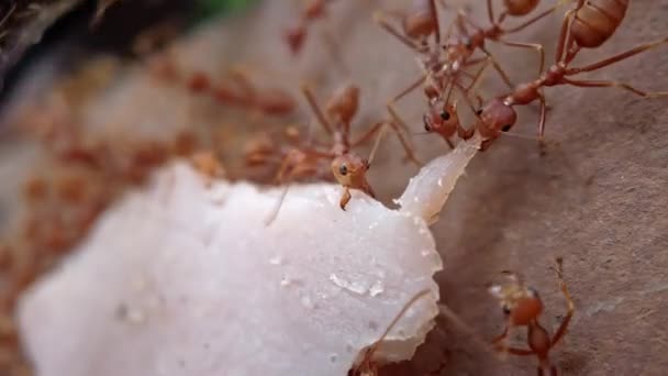 개미들은 한 팀으로 일하면서 햄 한 조각을 울타리 위로 가져 갑니다. 동물의 생존을 위해 싸운다. 매크로 촬영: 곤충의 자연적 인 삶. — 비디오