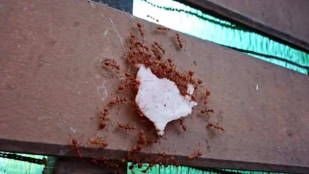 팀을 이룬 붉은 개미들은 햄 한 조각을 벽에 붙여 매크로 사진의 근접 사진을 찍는다. ProRes 4k — 비디오