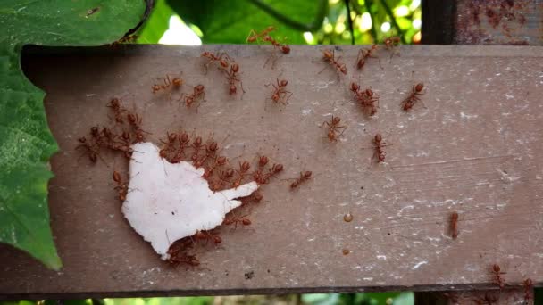 アリのコロニーは、壁に沿ってフェンスの上にハムの一片を運び、蟻の群れをおびき寄せ、走りながら移動します。コミュニティワークコンセプトマクロビデオ｜ProRes. — ストック動画