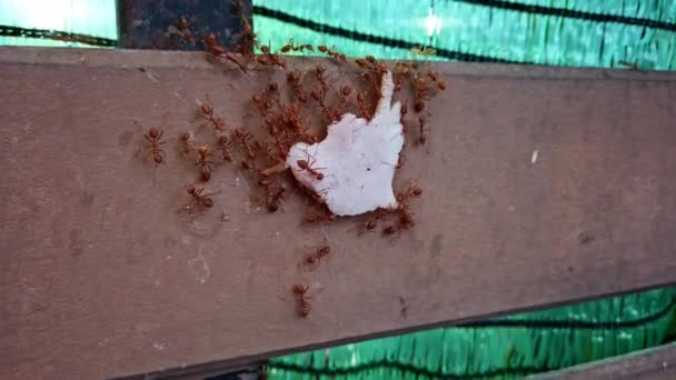 Le formiche lavorano in squadra, portano un pezzo di prosciutto su per la recinzione. Lotta per la sopravvivenza degli animali. Macro shot della vita naturale degli insetti. — Video Stock