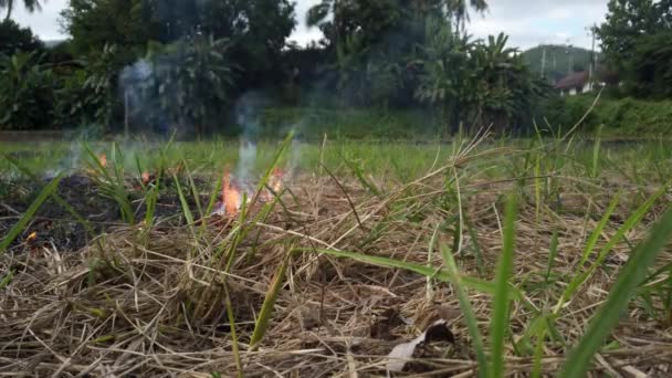 Le feu brûle de l'herbe sèche et des roseaux avec du riz dans un petit village. Incendie et catastrophe naturelle. Le fermier brûle l'herbe pour fertiliser le champ. — Video