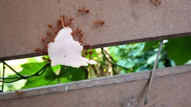 Kolonin av myror bär mat till myrstacken, febrig upptagen rörelse av djur insekter, kör snabba rörelser längs väggen. Begreppet kollektivt socialt arbete i naturlivet Makrovideo ProRes — Stockvideo