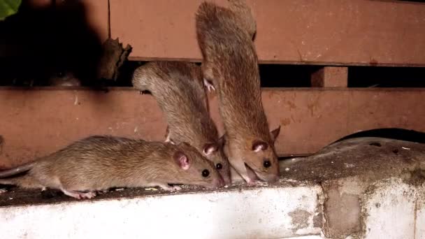 갈색쥐는 뒷마당에서 오트밀을 먹는다 고품질 — 비디오
