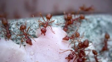 Böceklerin doğal yaşamına yakın çekim yapan karıncalar takım halinde çalışır ve bir parça jambonu çitin yukarısına taşırlar. Hayvanların hayatta kalması için savaşın..