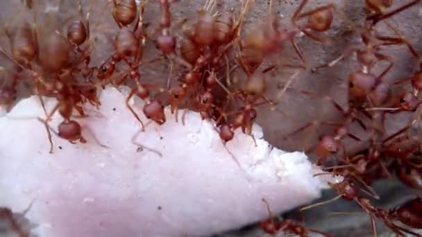 Teamwork red ants carry a piece of ham up the wall Close up Macro photography. — Vídeo de Stock