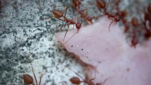 곤충들의 자연 스러운 삶을 가까이 서 찍은 사진입니다. 개미들은 한 팀 이 되어 일하고 햄 조각을 울타리 위로 가져 갑니다. 동물의 생존을 위해 싸우라. — 비디오