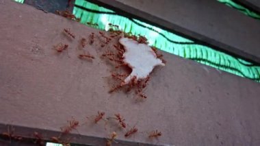 Karınca kolonisi yiyecekleri karınca yuvasına taşır, hayvan böceklerinin hararetli hareketlerine, duvar boyunca hızlı hareketlere, Macro videolarının ortak sosyal hizmet kavramına.
