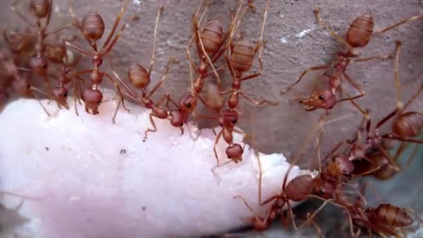 アリのコロニーは、アリに食べ物を運び、動物の昆虫の忙しい動きを恐れ、壁に沿って速い動きを実行しています。自然界における集団的社会活動の概念マクロビデオ — ストック動画