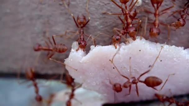 Le formiche rosse del lavoro di squadra portano un pezzo di prosciutto sul muro Close up Macro photography. — Video Stock