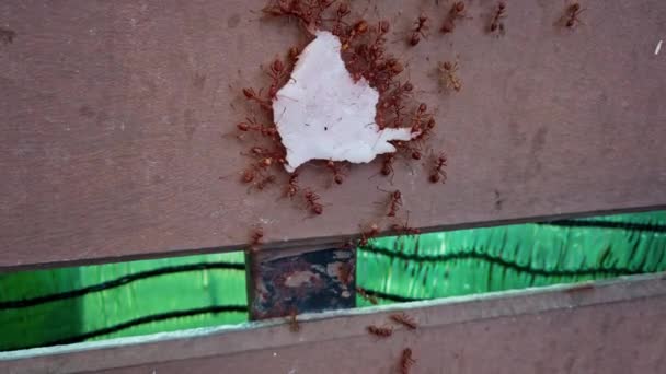 군체의 개미들 이 먹이를 개미집으로 날라다 주고, 활발하게 움직 이는 동물 곤충들을 벽을 따라 빠르게 움직 인다. 자연 생활 에서의 집단 사회 작업의 개념 매크로 비디오 에서 — 비디오