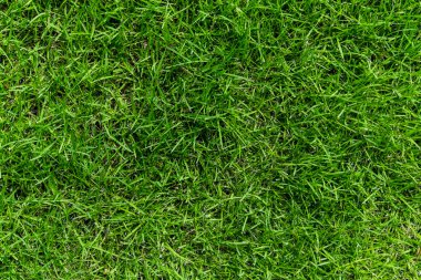 Yeşil çimenlerin üzerinde gün ışığı