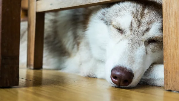 Sibérie husky dormir — Photo