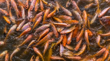 Nil tilapia gölet besleme