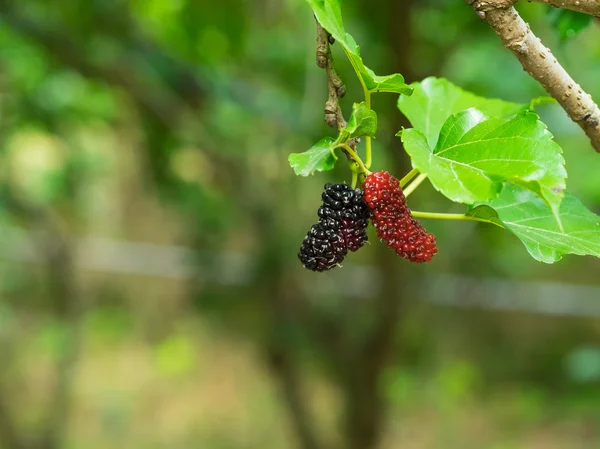 on ağacının meyveleri olgunlaşmış taze dut