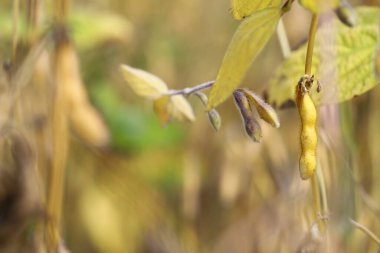 Soya fasulyesi tarlası. Güneşli bir günde sarı-altın, olgun soya fasulyesi kabukları. Arka plan bulanık. İyi bir hasat ve küresel gıda krizi kavramı. Makro.