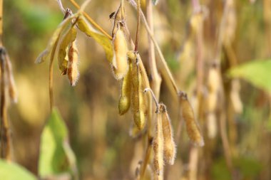 Soya fasulyesi tarlası. Güneşli bir günde sarı-altın, olgun soya fasulyesi kabukları. Arka plan bulanık. İyi bir hasat ve küresel gıda krizi kavramı. Makro.