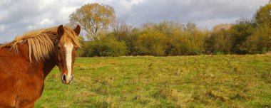 Kırsal bir çayırda kahverengi at otluyor. Sonbahar güneşli, otlakta sakin bir gün.