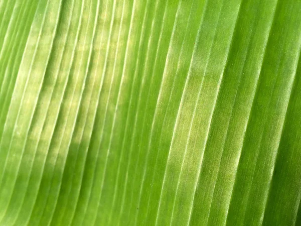 Banana leaf green 1 — Stockfoto