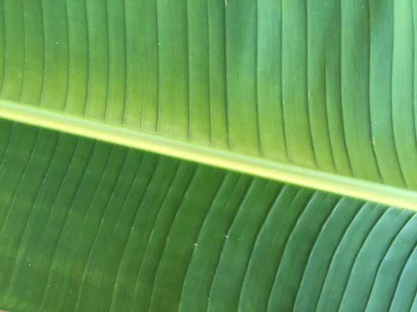 Gröna bananblad — Stockfoto