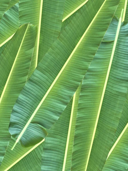 Gröna bananblad — Stockfoto