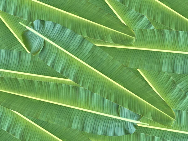 Folha de banana verde — Fotografia de Stock