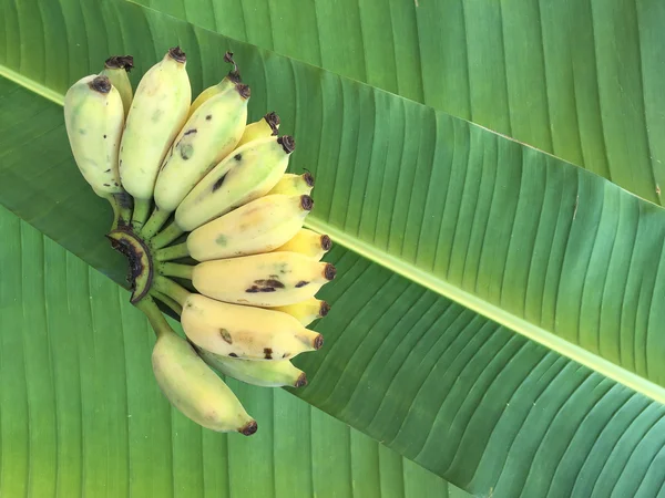 Ekili muz, Tay Banana ve yeşil muz yaprağı 