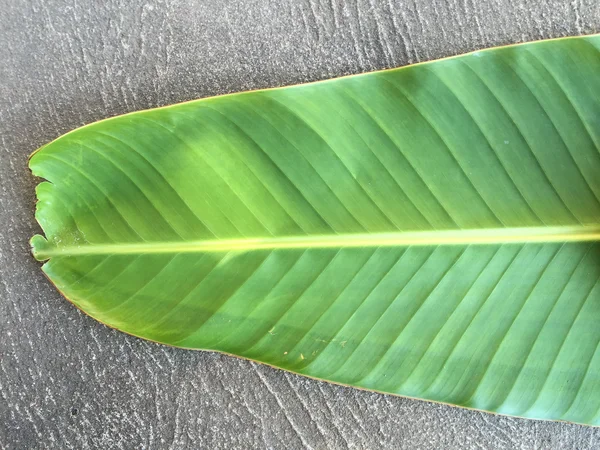 Gröna bananblad — Stockfoto