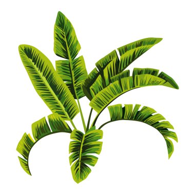 muz yaprakları ağacı