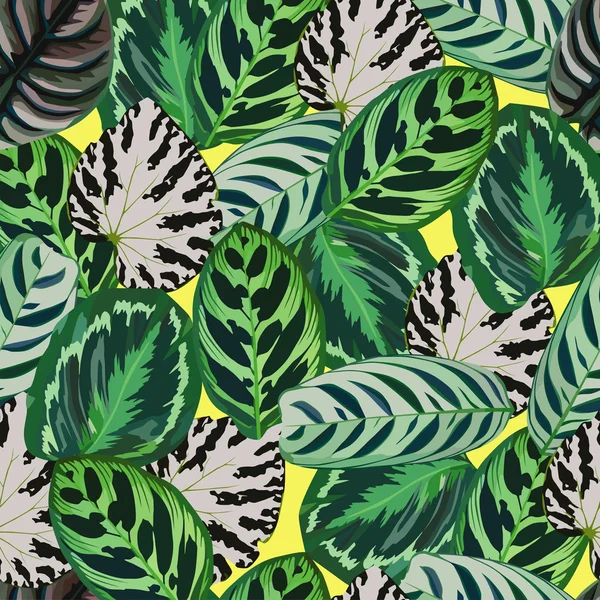 Modèle de feuilles de bégonia — Image vectorielle