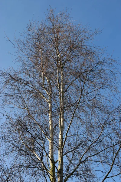 Gümüş huş ağacı — Stok fotoğraf