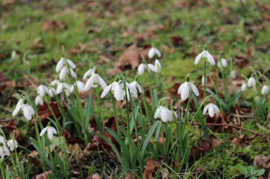 Kar damlaları grubu