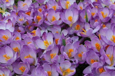 mor kır çiçekleri