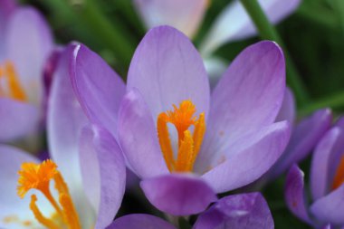 mor kır çiçekleri