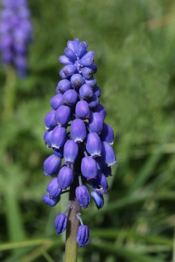 Mavi üzüm sümbülü çiçekleri