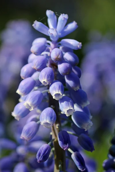 Blue grape hyacinth flowers macro — Stock Photo, Image