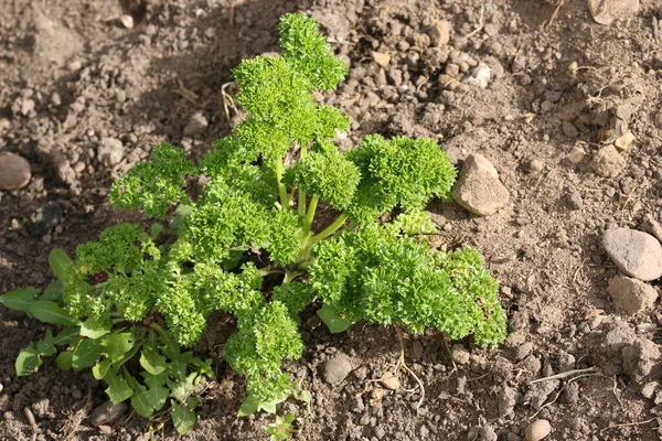 Herb parsley growing in soil — Stock Photo, Image