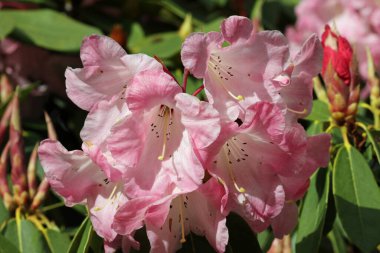 Pembe rhododendron çiçeği