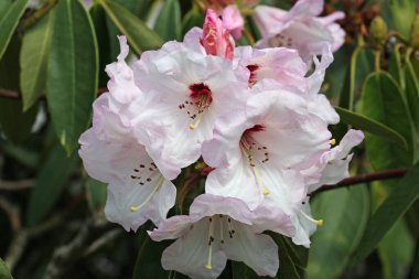 Pembe rhododendron çiçeği