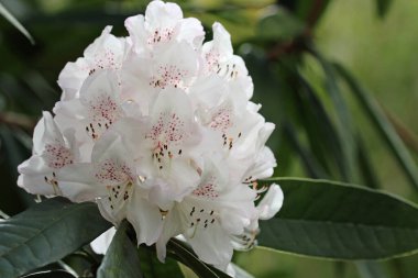 Beyaz kızılgerdan çiçeği.