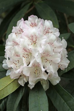 Beyaz kızılgerdan çiçeği.