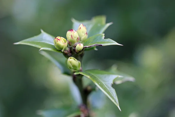 Perny holly leaf buds — Stock Photo, Image
