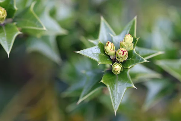 Perny holly leaf buds — Stock Photo, Image