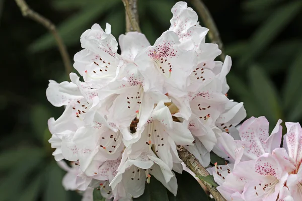 Fehér rododendron virág — Stock Fotó